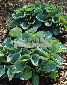 Hosta Abiqua Drinking Gourd | 25 pce