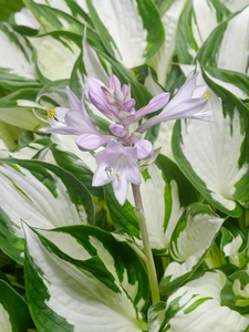 Hosta Amazone | 25 pce