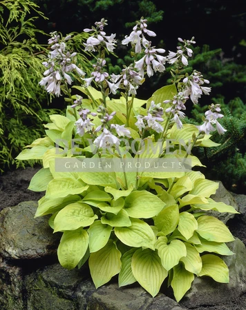 Hosta August Moon | 250 pce