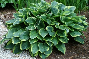 Hosta Aureomarginata | 25 pce