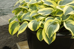 Hosta Ben Vernooy | 25 pce