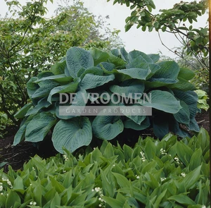 Hosta Big Daddy | 25 pce