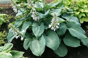 Hosta Blue Angel | 150 pce