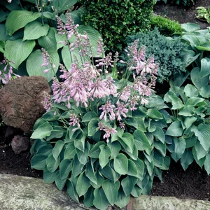 Hosta Blue Cadet | 25 pce