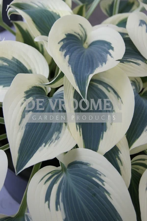 Hosta Blue Ivory PBR | 25 pce