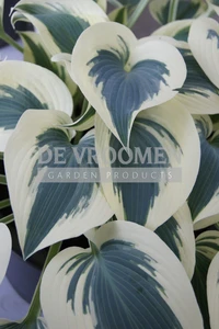 Hosta Blue Ivory PBR | 25 pce