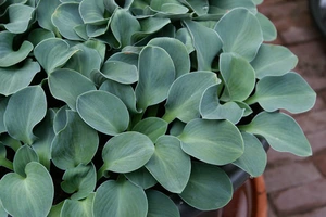 Hosta Blue Mouse Ears | 25 pce