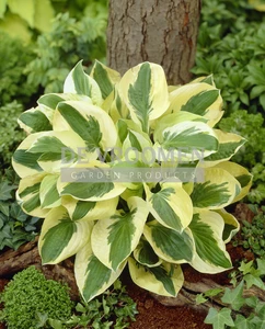 Hosta Brim Cup | 25 pce