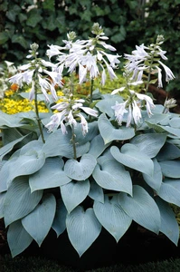 Hosta Bulletproof | 25 pce