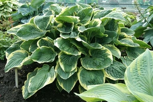 Hosta Christmas Tree | 25 pce