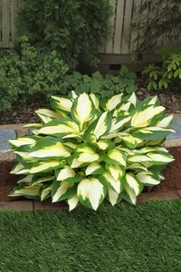 Hosta Color Festival | 25 pce
