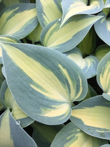 Hosta Dream Queen | 25 pce