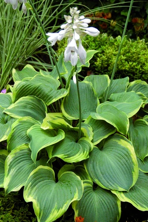 Hosta Earth Angel PBR | 250 pce