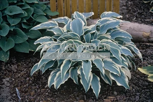 Hosta El Nino PBR | 25 pce