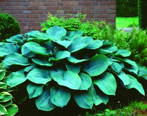 Hosta Elegans | 150 pce