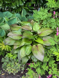 Hosta First Blush | 25 pce