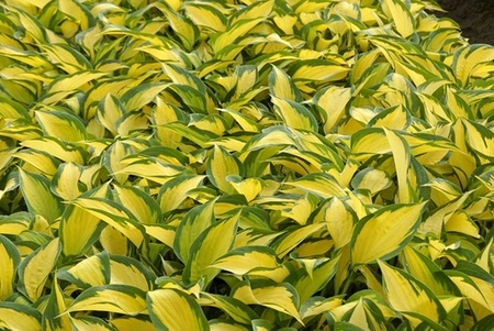 Hosta Forbidden Fruit PBR | 250 pce