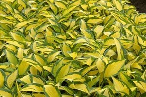 Hosta Forbidden Fruit PBR | 25 pce