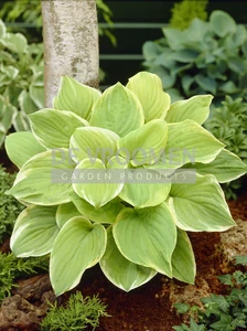 Hosta Fragrant Bouquet | 25 pce