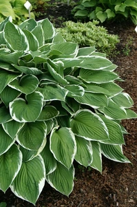 Hosta Francee | 25 pce