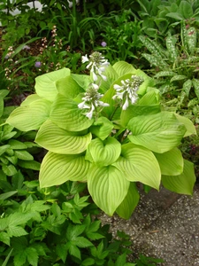 Hosta Fried Bananas | 25 pce