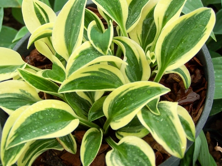 Hosta Funny Mouse | 25 pce