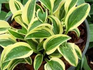 Hosta Funny Mouse | 25 pce