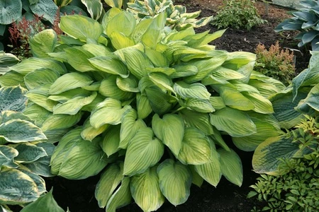 Hosta Gold Standard | 250 pce