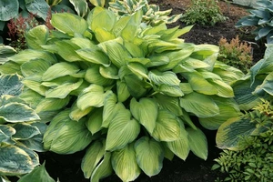 Hosta Gold Standard | 25 pce