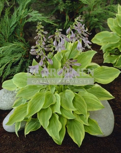 Hosta Golden Tiara | 25 pce