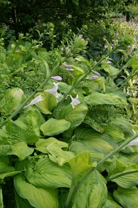 Hosta Guacamole | 25 pce