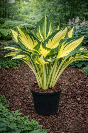 Hosta Jeddah Tower NEW | 25 pcs