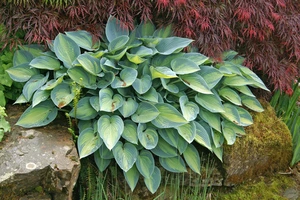 Hosta June PBR | 25 pce