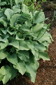 Hosta Krossa Regal | 25 pce