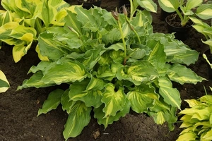Hosta Lakeside Paisley Print | 25 pce