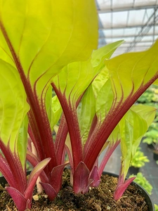 Hosta Lemon Snap PBR | 25 pce