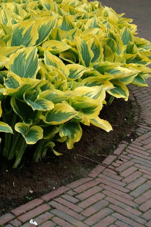 Hosta Liberty PBR | 250 pce