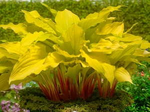 Hosta Lipstick Blond | 25 pce