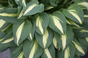 Hosta Little Treasure | 25 pce