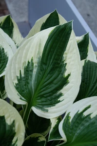 Hosta Minute Man | 25 pce