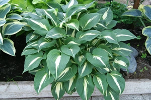 Hosta Night before Christmas | 25 pce