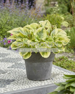 Hosta Paisley Borders | 25 pce