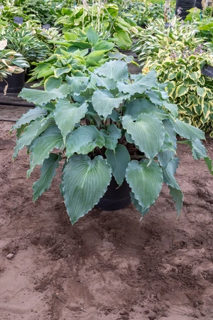 Hosta Skywriter NEW | 25 pcs