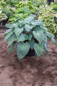 Hosta Skywriter NEW | 25 pcs