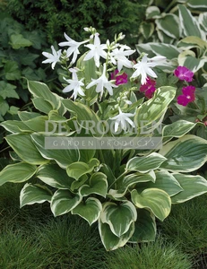 Hosta So Sweet | 25 pce