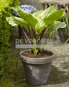 Hosta Sorbet PBR | 25 pce