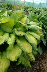 Hosta Stained Glass | 25 pce