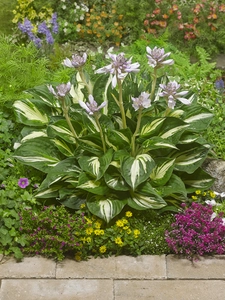 Hosta Sting | 25 pce