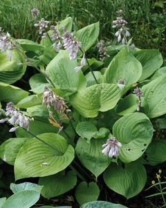 Hosta Sum and Substance | 150 pce