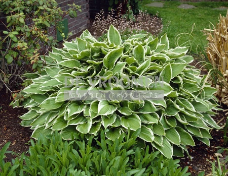 Hosta Undulata Albomarginata | 250 pce